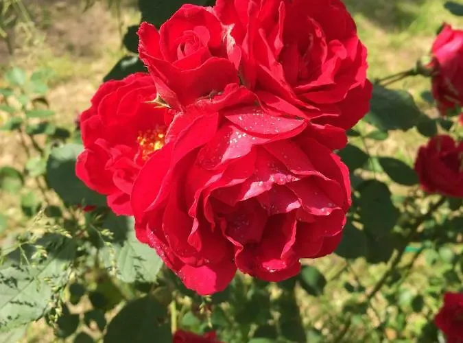 Da Ninoti Gospodarstwo agroturystyczne Treviso