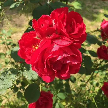 Da Ninoti Farma Treviso